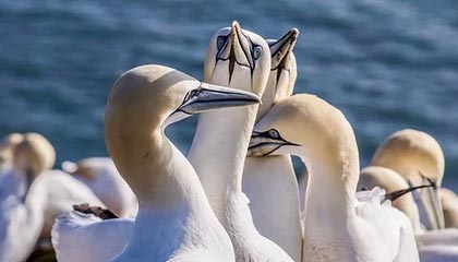 v站-开拓者决定留下利拉德 探花签锁定亨德森？