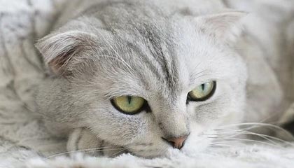 v站-开拓者决定留下利拉德 探花签锁定亨德森？